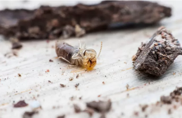 How Professionals Handle Termite Pest Control in Singapore Homes