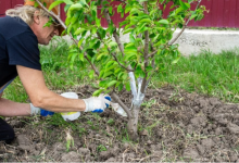 How Tree Trimming Supports Strong Growth And Better Urban Green Spaces